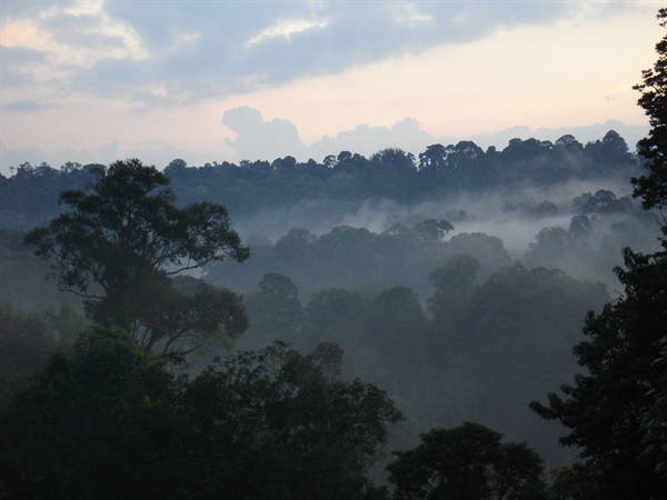 Keo Seima Wildlife Sanctuary REDD+ — Verified Carbon, Contested Indigenous Land Rights